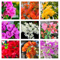 Bougainvillea climbing pflanze with colorful blooms