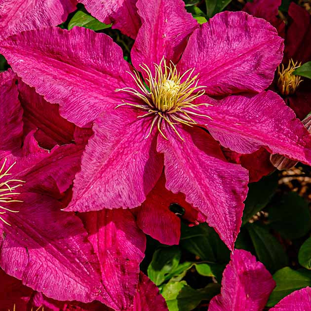 Burgundy clematis climbing on garten fence