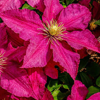 Burgundy clematis climbing on garten fence