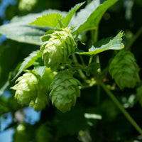Climbing humulus lupulus samen