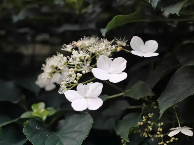 Hortensie Anomala Blumensamen zur Aussaat lang Blüte Saison Traditionssorte & ohne Gentechnik Samen Hausgarten