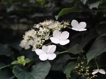 Hortensie Anomala Blumensamen zur Aussaat lang Blüte Saison Traditionssorte & ohne Gentechnik Samen Hausgarten