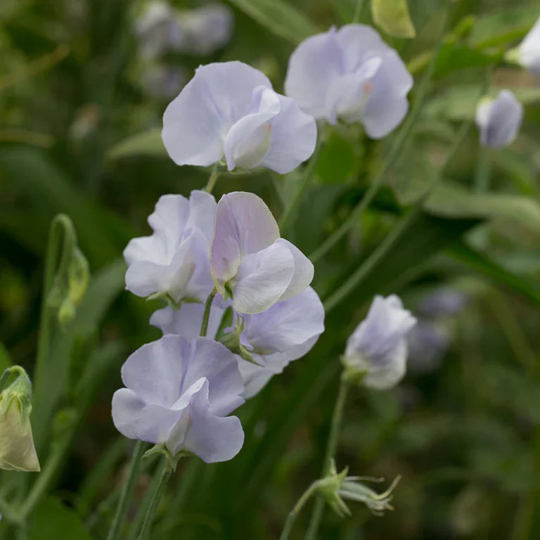 Light blau sweet pea blumen on trellis