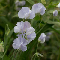 Light blau sweet pea blumen on trellis