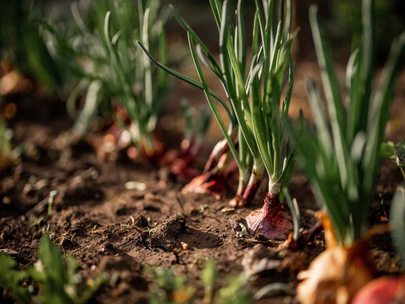 Climbing onion samen allium cepa für aussaat