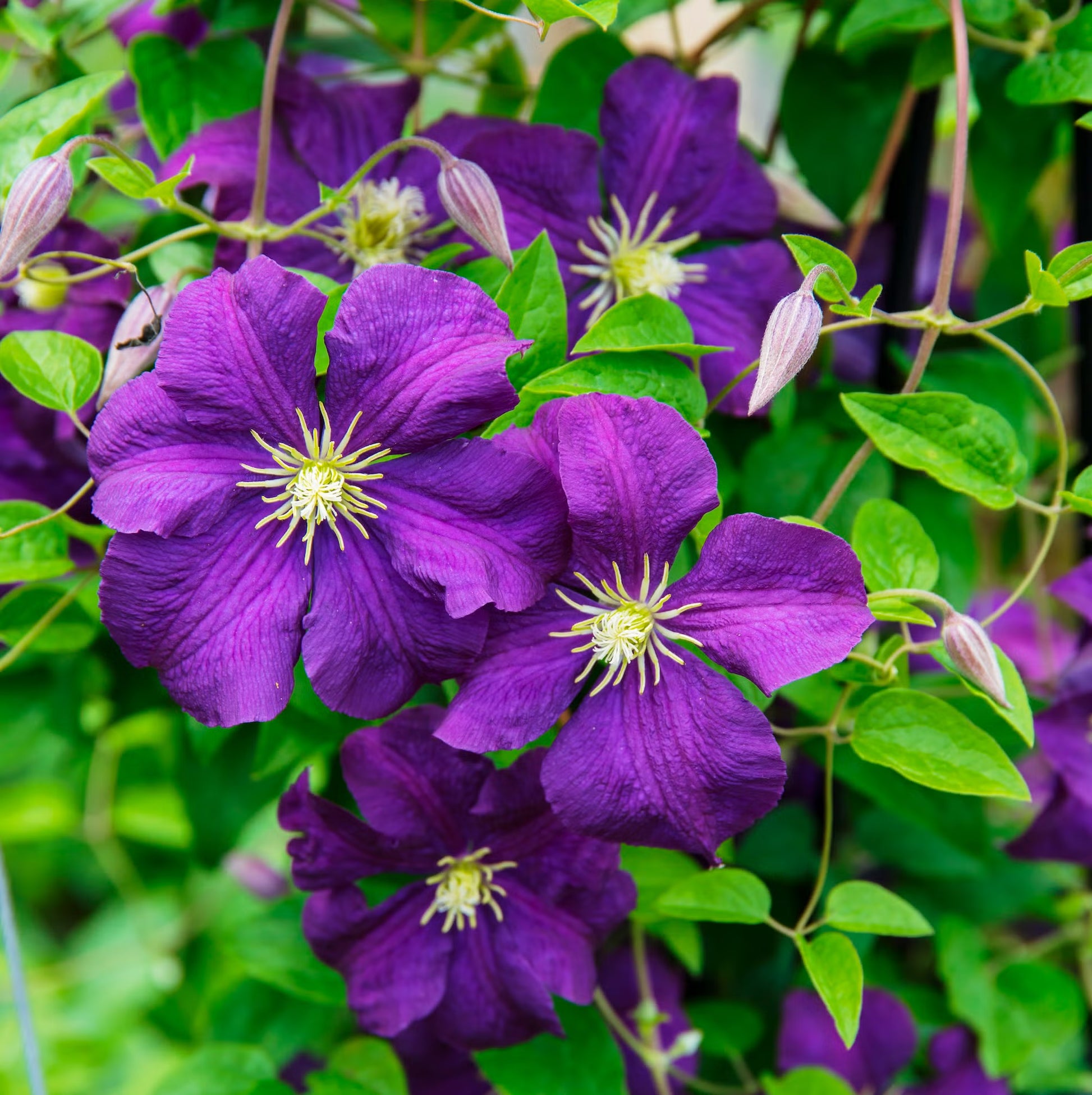 kletternd mehrjährig Blumensamen zur Aussaat – duftend Blüten – Traditionssorte & ohne Gentechnik Samen Hausgarten