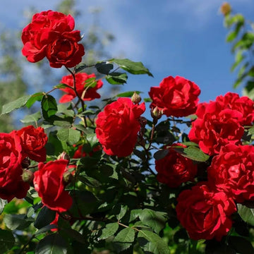 Vibrant rot climbing rose samen for garten anpflanzung