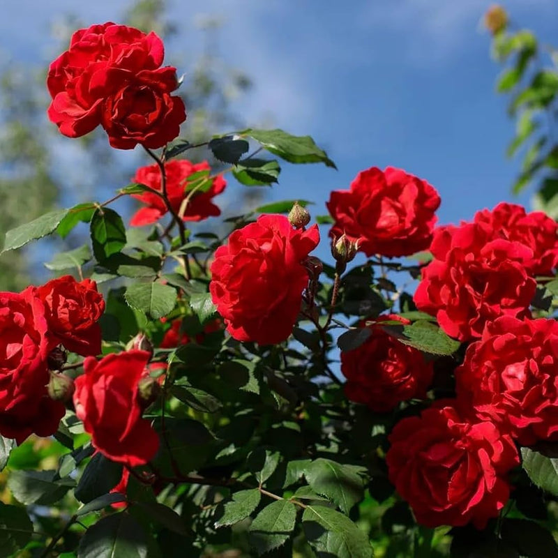 Vibrant rot climbing rose samen for garten anpflanzung