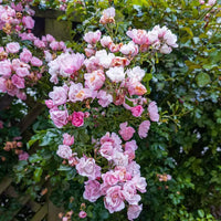 Close-up of light rosa climbing rose blooms