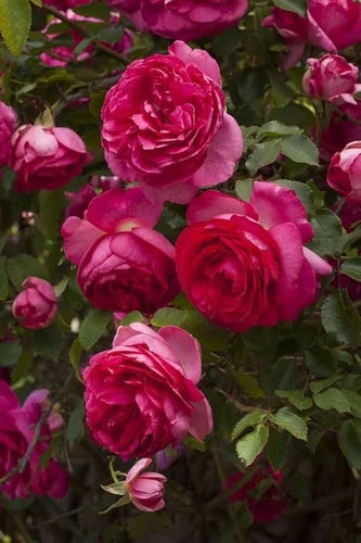 tief Rosa kletternd Rose Blumensamen zur Aussaat Landhaus Garten wichtig Traditionssorte & ohne Gentechnik Samen Hausgarten