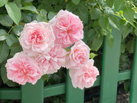 Climbing rosa roses on garten arch