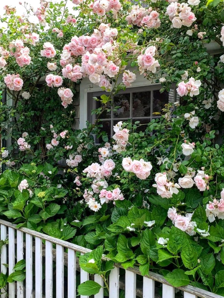 Buy climbing rose samen online for vertical gardens