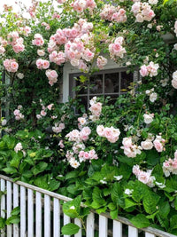 Buy climbing rose samen online for vertical gardens