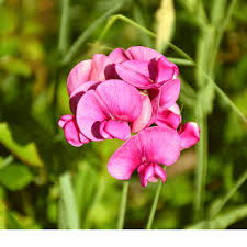Climbing rot sweet pea pflanze on trellis