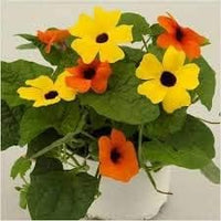 Climbing thunbergia blume vine for garten décor