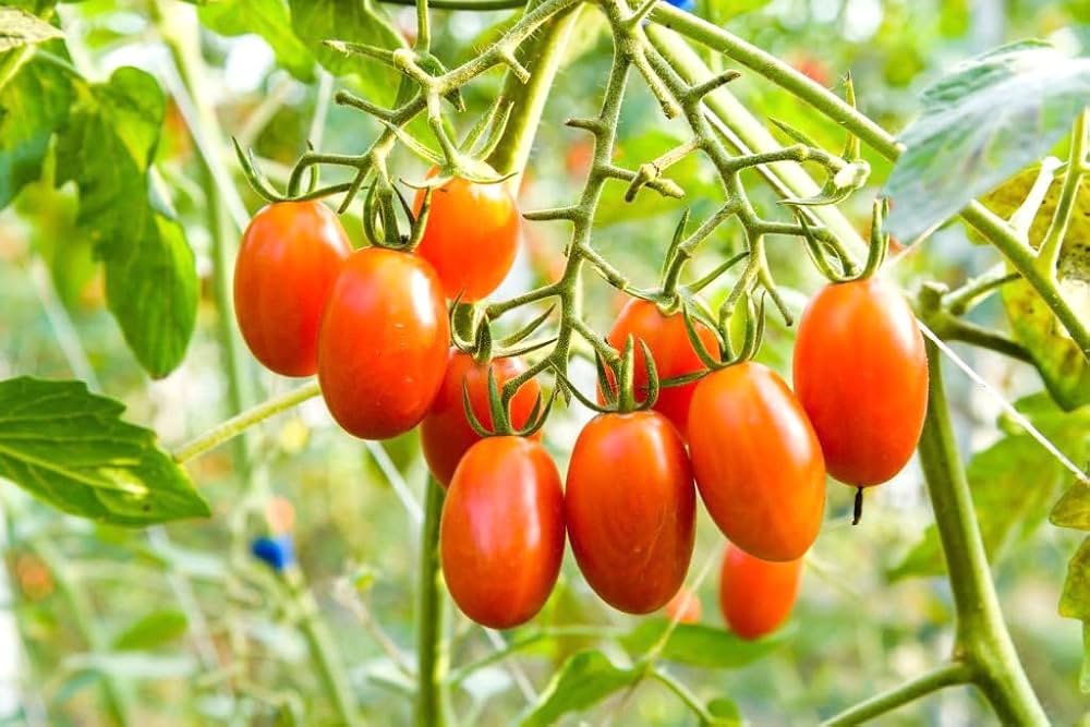 Climbing tomato samen für trellis aussaat