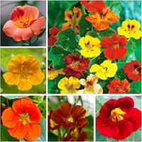 Gelb tropaeolum majus blumen climbing on trellis