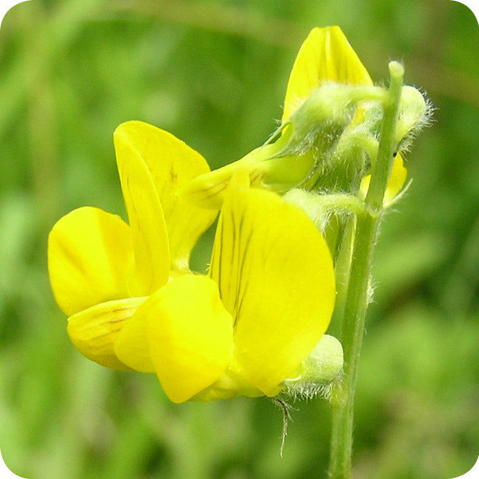 Climbing gelb sweet pea pflanzen on trellis