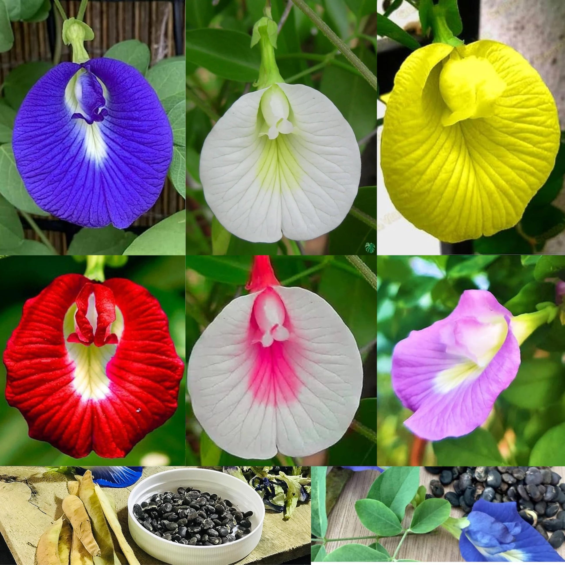 Beautiful garten display of clitoria blumen