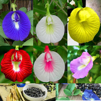 Beautiful garten display of clitoria blumen