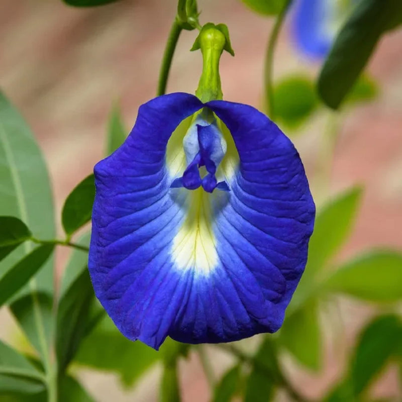 Clitoria blume samen for anpflanzung stunning blau blooms