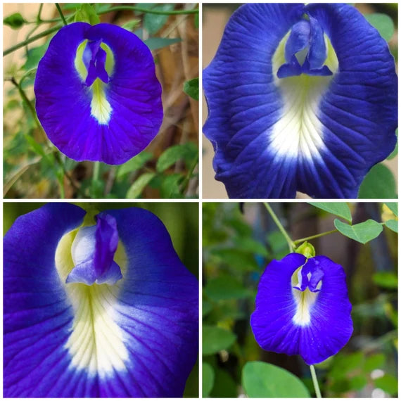 Clitoria blume seedlings emerging in töpfen