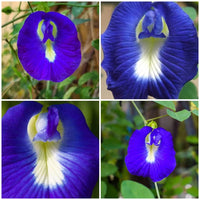 Clitoria blume seedlings emerging in töpfen
