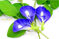 Clitoria samen for climbing trellises and containers
