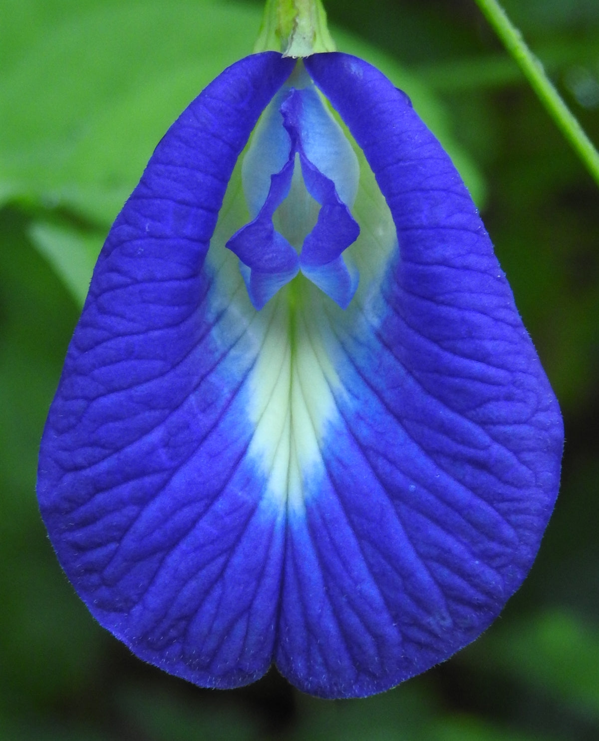 Clitoria Blumensamen zur Aussaat leuchtend Blüten Traditionssorte & ohne Gentechnik Samen Hausgarten