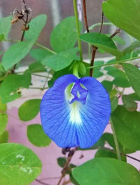 Shankam blume seedlings emerging from soil