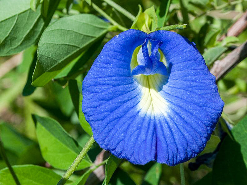 Blau Clitoria ternatea Blumensamen zur Aussaat – Anzucht – Traditionssorte & ohne Gentechnik Samen Hausgarten