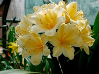 Clivia citrina blooming with gelb blumen