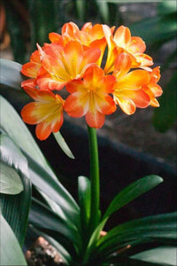 Lilie Mischung Clivia Blumensamen zur Aussaat – farbenfroh und robust Blüten