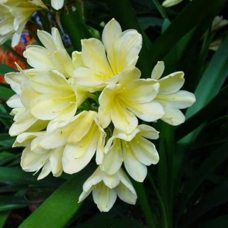 Clivia miniata citrina samen for anpflanzung in gardens