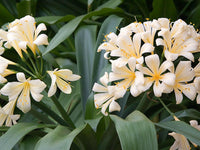 Clivia miniata citrina grown in töpfen
