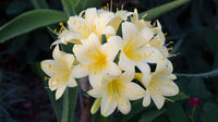Clivia miniata citrina samen anpflanzung and wachsend guide