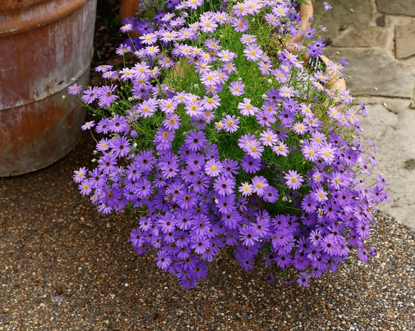 Fothergills Blumensamen zur Aussaat Wildblume Mischung Traditionssorte & ohne Gentechnik Samen Hausgarten