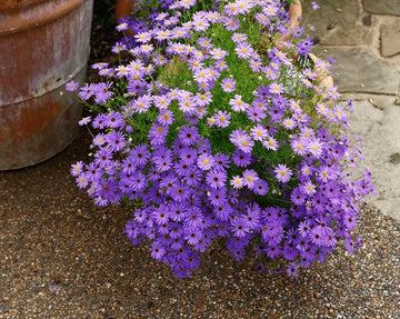 Fothergills Blumensamen zur Aussaat Wildblume Mischung Traditionssorte & ohne Gentechnik Samen Hausgarten
