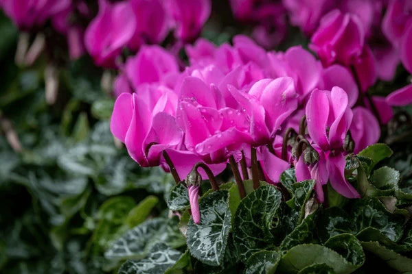 Lavendel Weiß Alpenveilchen Blumensamen zur Aussaat – Wildblume Mischung – Traditionssorte & ohne Gentechnik Samen Hausgarten