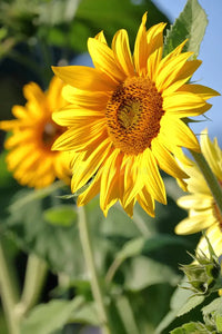Gelb Mini Sonnenblume Samen zur Aussaat – Traditionssorte ohne Gentechnik – Keimung biologisch Garten Samen