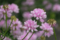 hell Rosa Wicke Blumensamen zur Aussaat Bestäuber freundlich Traditionssorte & ohne Gentechnik Samen Hausgarten