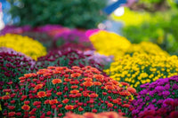 Chrysantheme Blumensamen zur Aussaat Garten beliebt Traditionssorte & ohne Gentechnik Samen Hausgarten