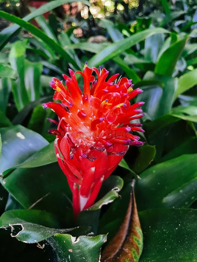 Rot Bromeliad Blumensamen zur Aussaat – Anzucht – Traditionssorte & ohne Gentechnik Samen Hausgarten