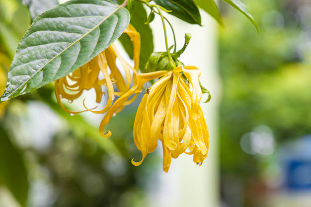 Odorata Blumensamen zur Aussaat – Schnitt Blume beliebt – Traditionssorte & ohne Gentechnik Samen Hausgarten