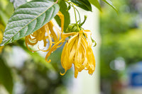 Odorata Blumensamen zur Aussaat – Schnitt Blume beliebt – Traditionssorte & ohne Gentechnik Samen Hausgarten