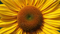 hell Gelb Sonnenblume Samen zur Aussaat hochwertige Qualitäts- Traditionssorte & ohne Gentechnik Samen Hausgarten