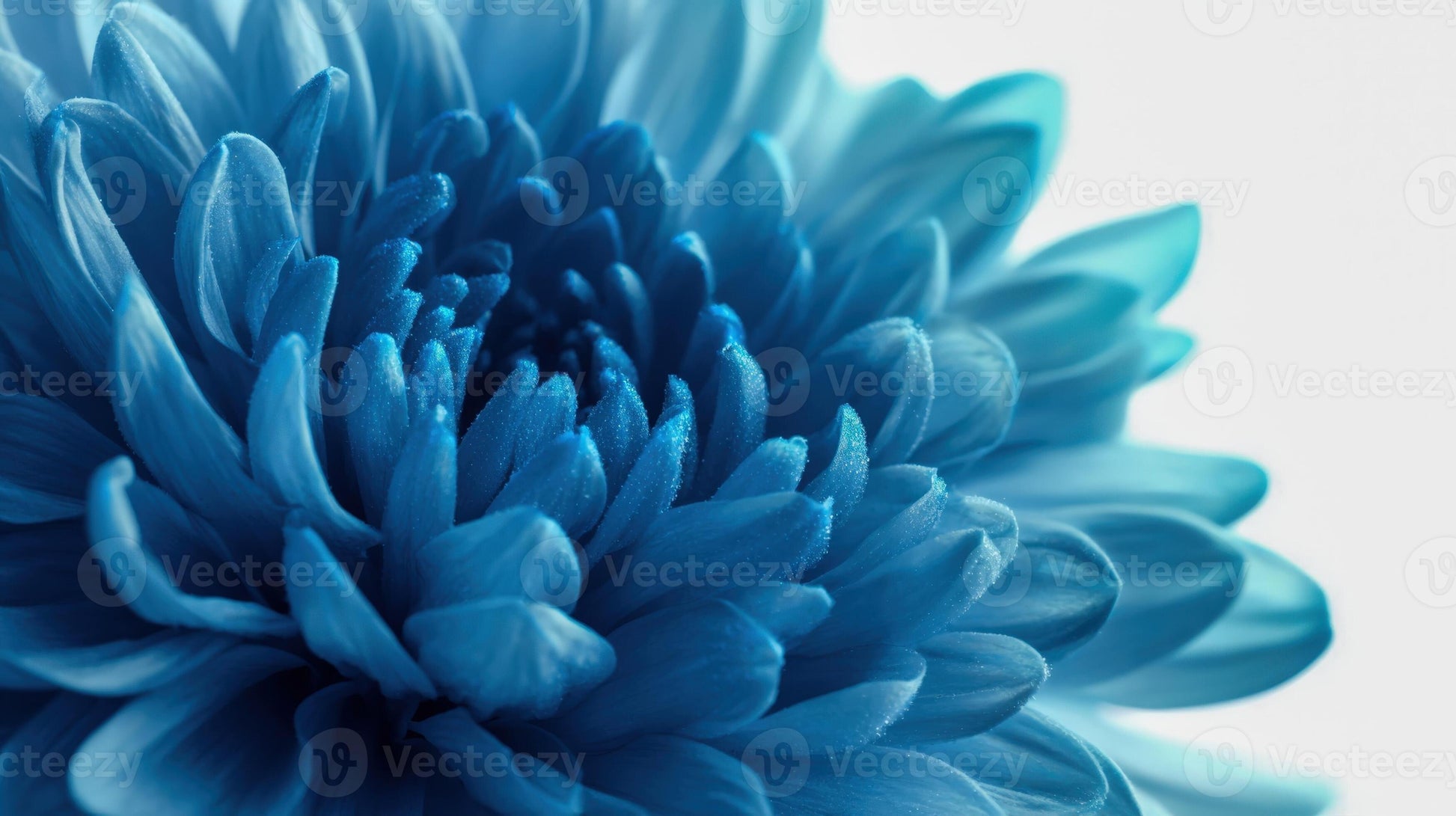 Blau Chrysantheme Blumensamen zur Aussaat – hochwertige Qualitäts- – Traditionssorte & ohne Gentechnik Samen Hausgarten