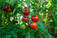Tomate Gemüse Solanum lycopersicum Samen zum Pflanzen in Gemüse Patch