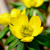 hell Gelb Alpenveilchen Blumensamen zur Aussaat – Schnitt Blume beliebt – Traditionssorte & ohne Gentechnik Samen Hausgarten