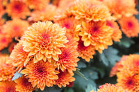 Chrysantheme Blumensamen zur Aussaat robust Sorte Traditionssorte & ohne Gentechnik Samen Hausgarten